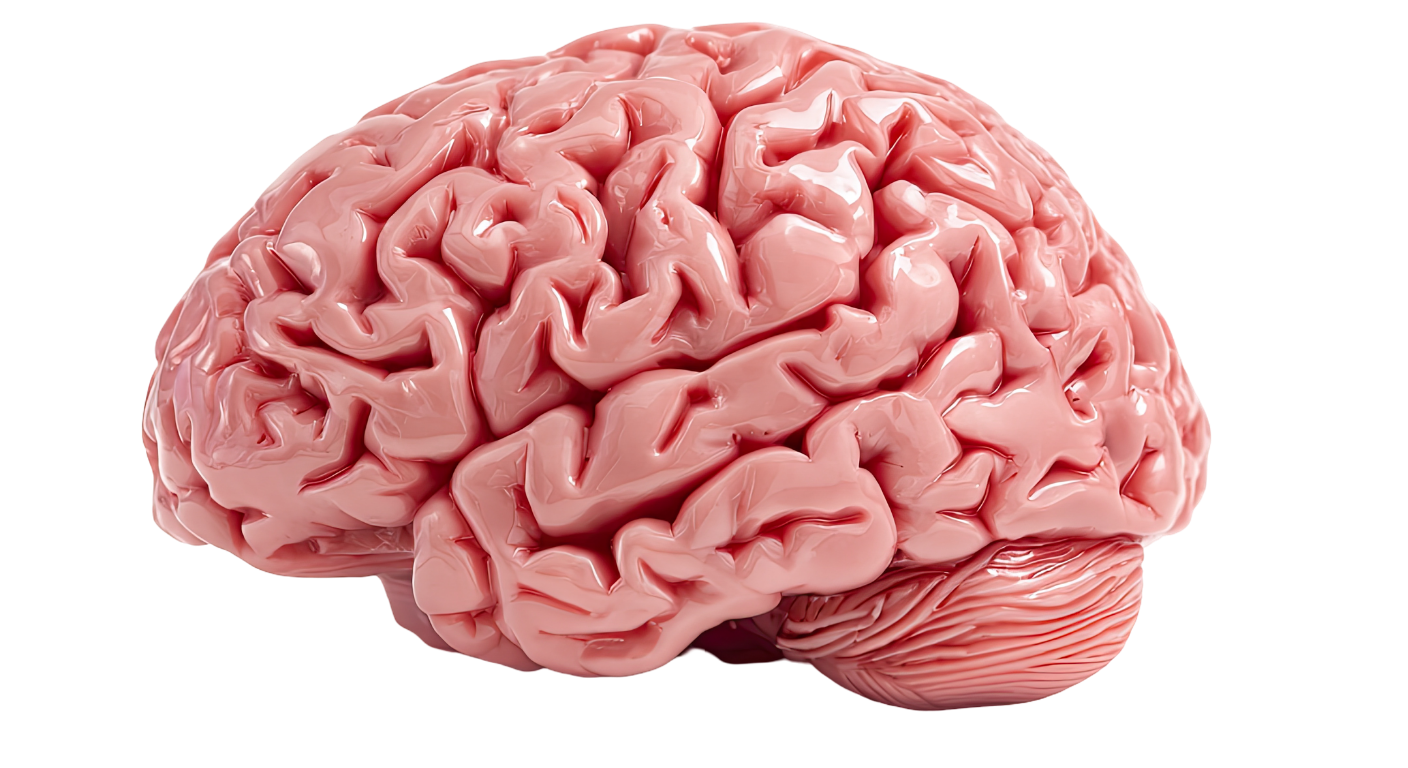 Brain Anatomy