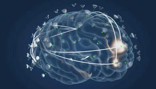 Brain