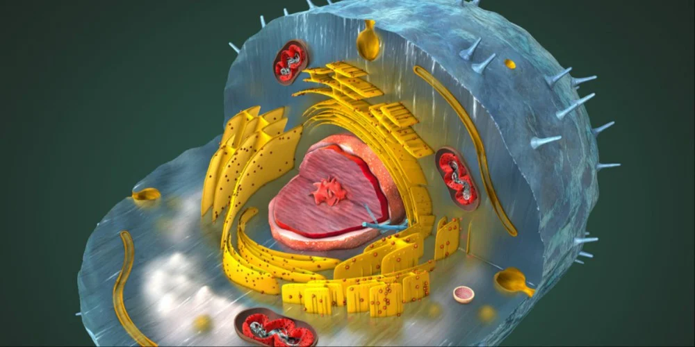 Commercializing exosomes