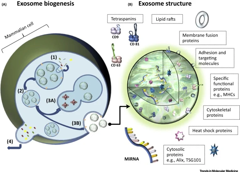 Exosome