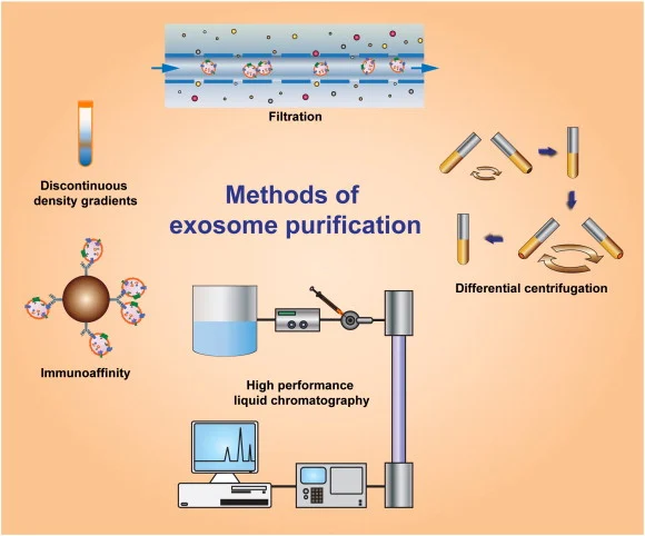 Exsomes Purification