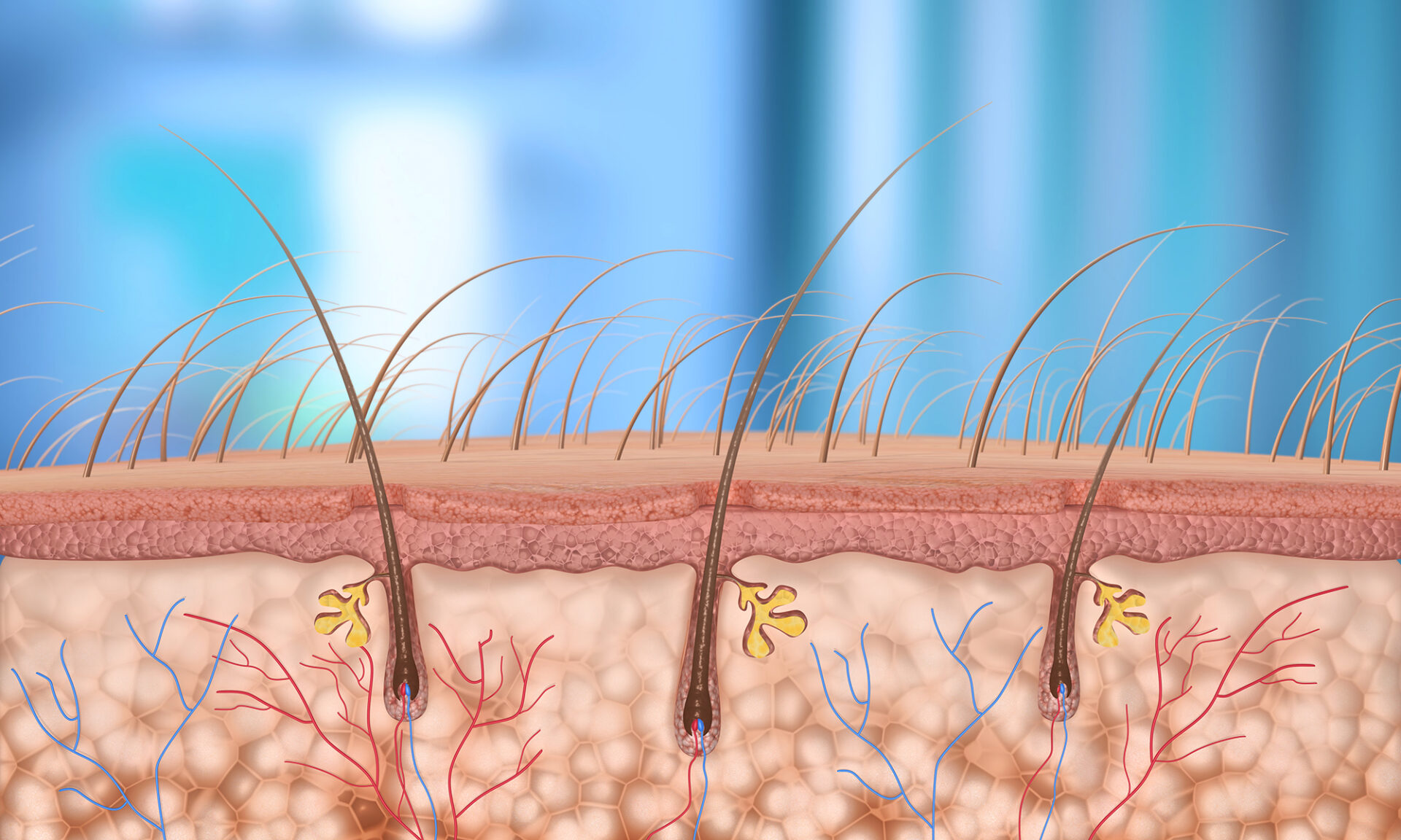 Haircells