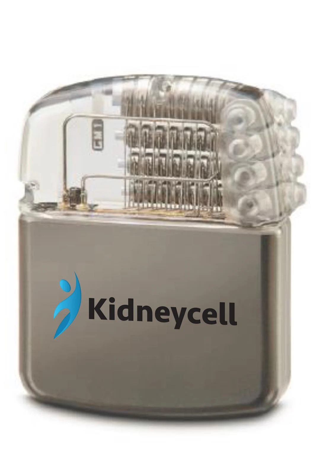 KidneyCell