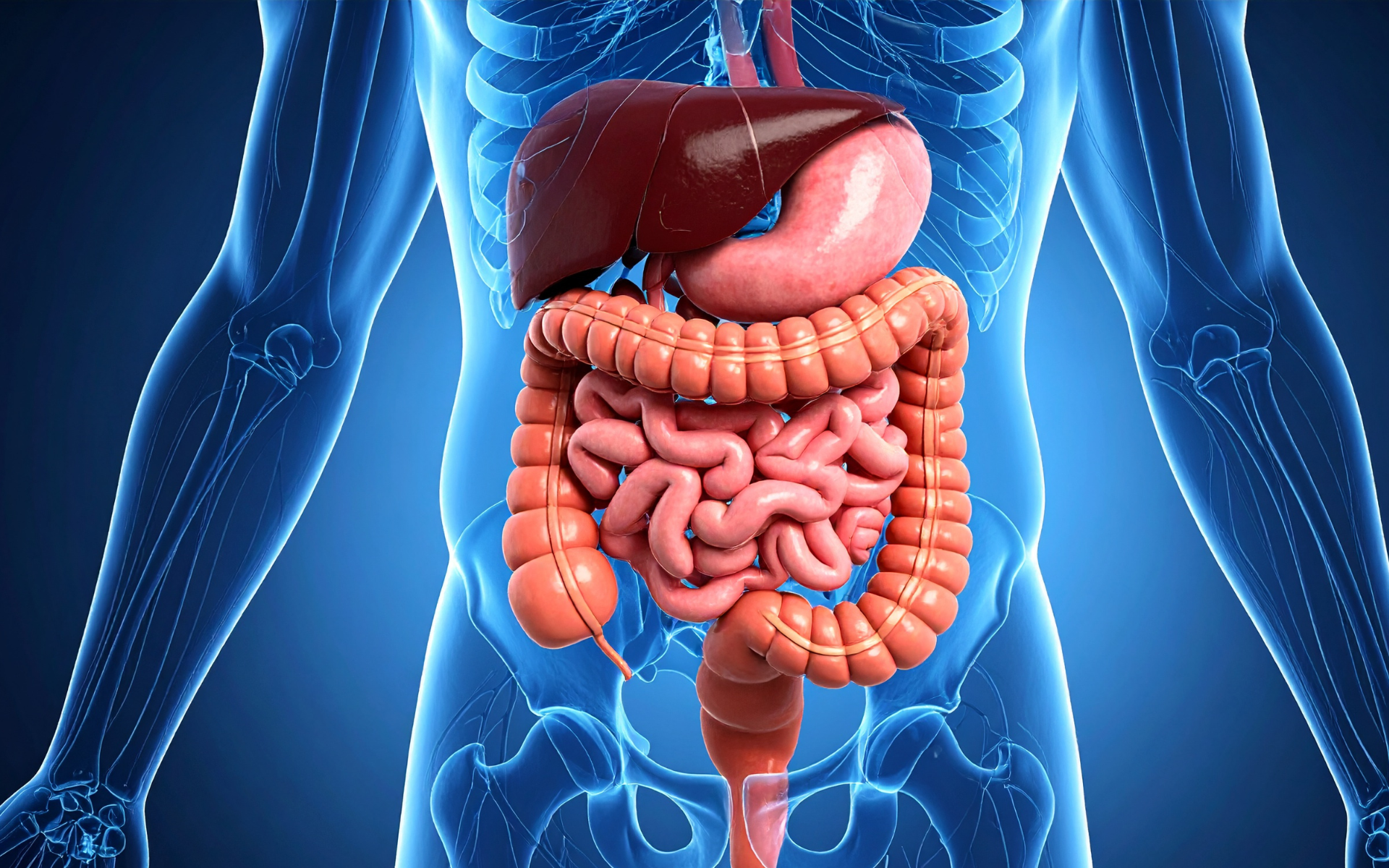 Liver Anatomy