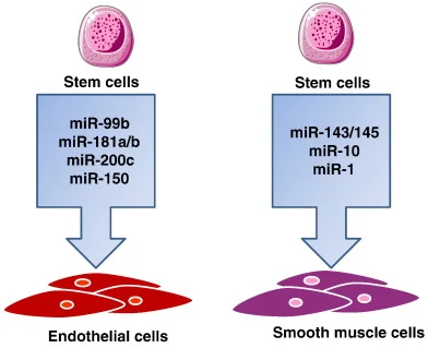 Stem cells
