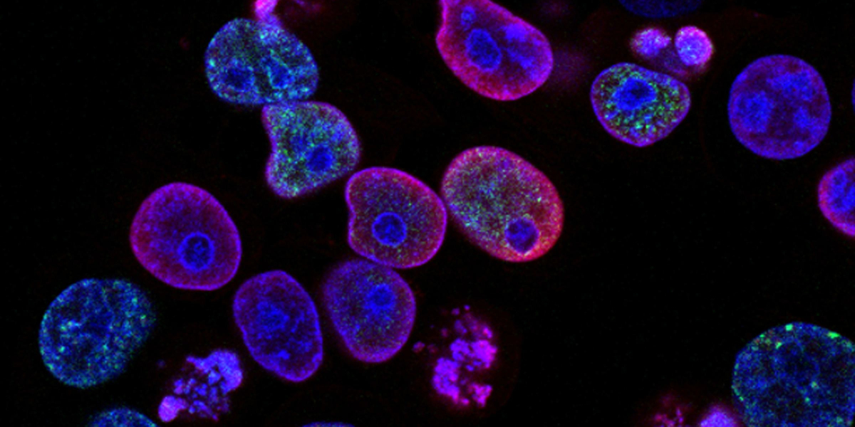 Bioelectric cell growth
