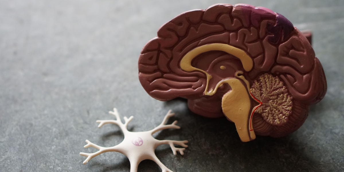 Brain blog post feature