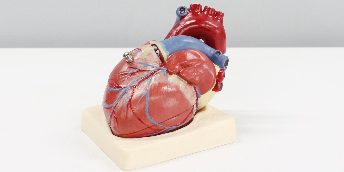 Cardiovascular blog post feature