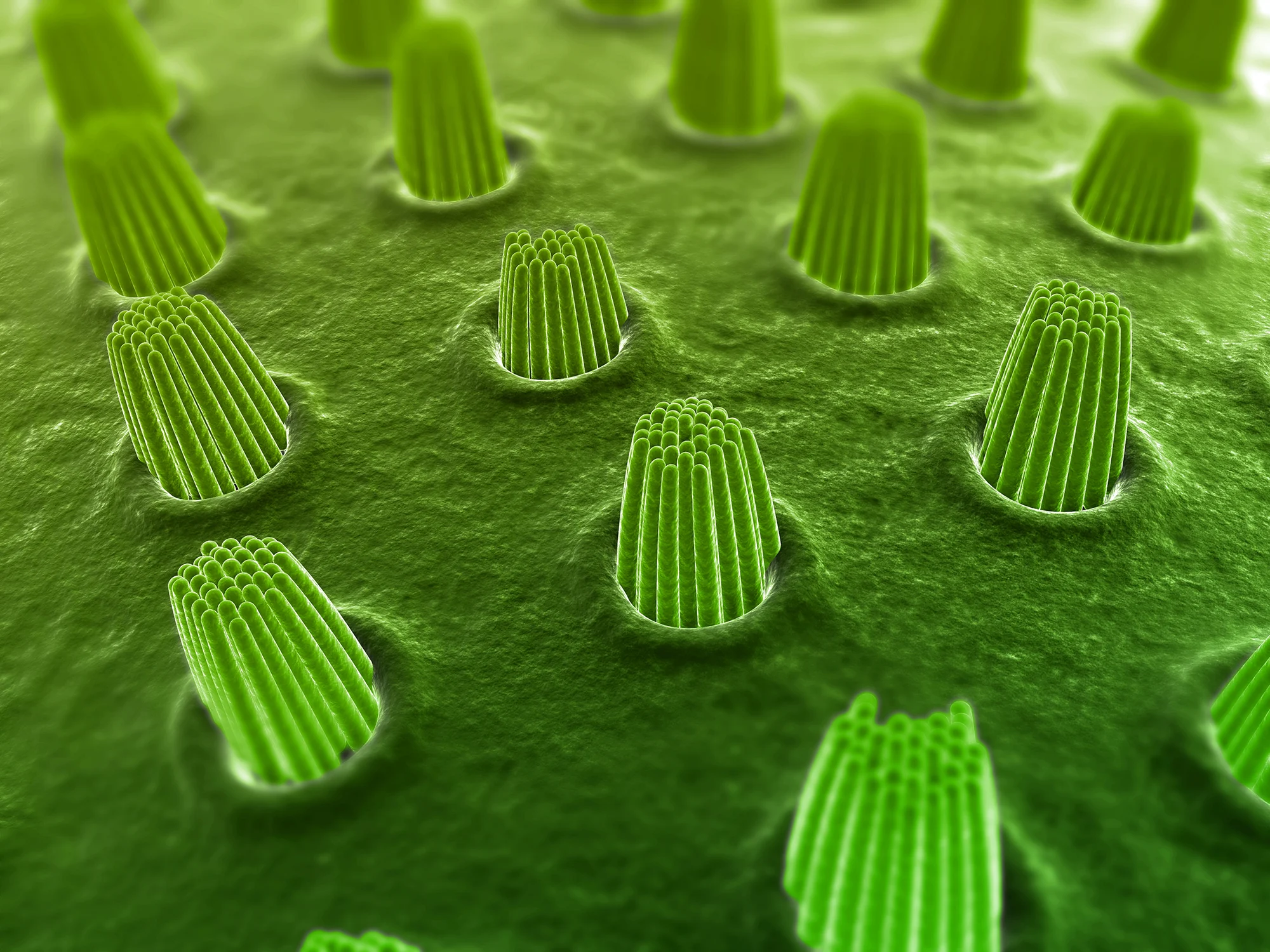 Earcells