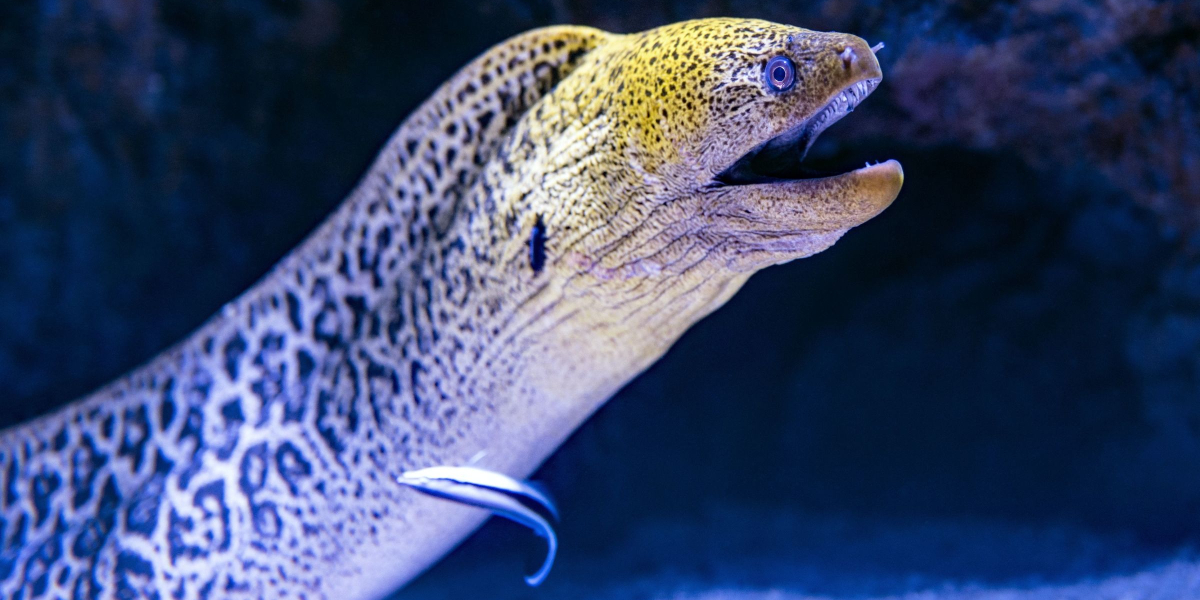 Electric eel