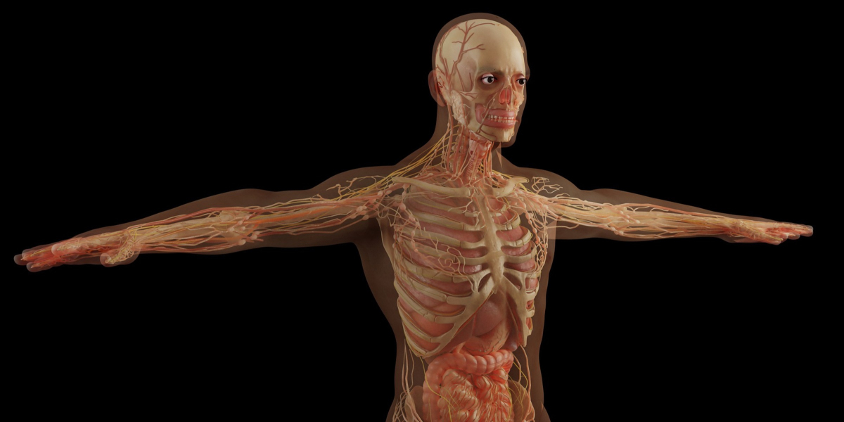 Human bioelectric tech