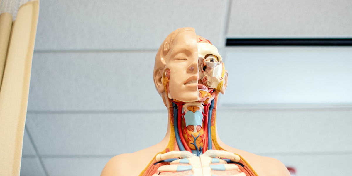 Immunesystem