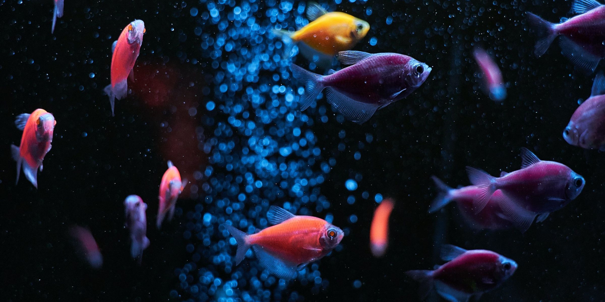 Killifish.blog post feature