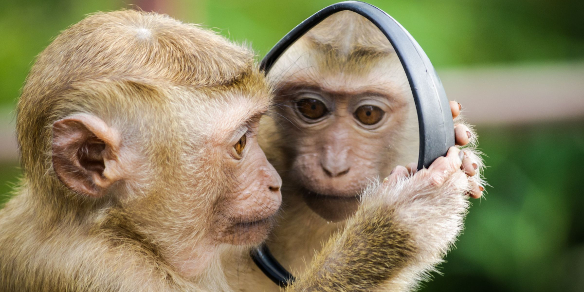 Klotho monkey memory