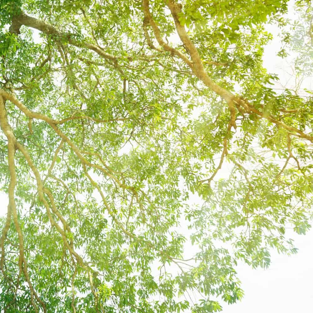 Longevity in nature