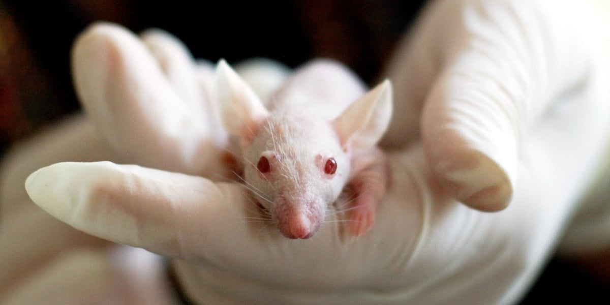Mouse lab.blog post feature